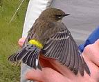 Dendroïca coronata